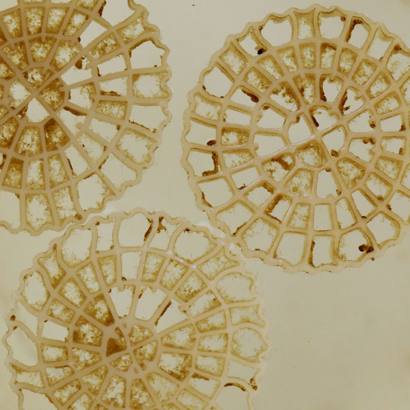 Super Decarburization MBBR การบําบัดน้ํา สื่อกรองลอย 25mm X 4mm